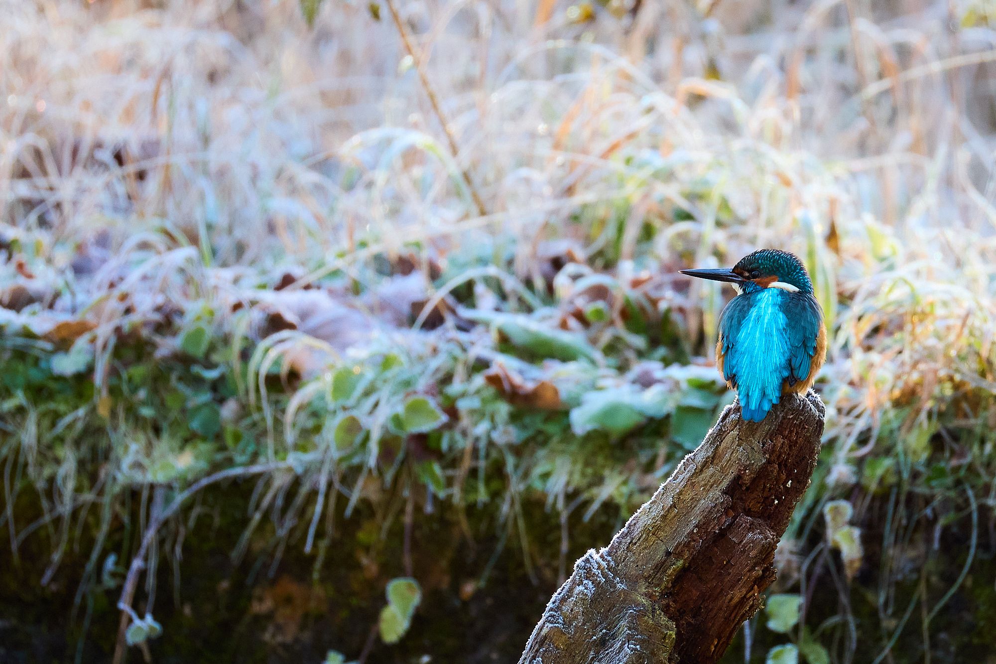Eisvogel mit türkisfarbenem Gefieder auf einem Ast